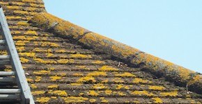 Sevenoaks roof before cleaning and moss removal